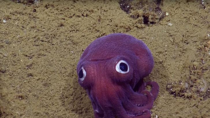 This Real Life 'Stubby Squid' Looks Like A Cartoon Character