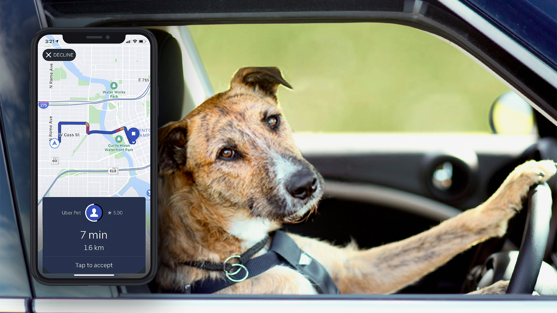 Uber with your sales dog