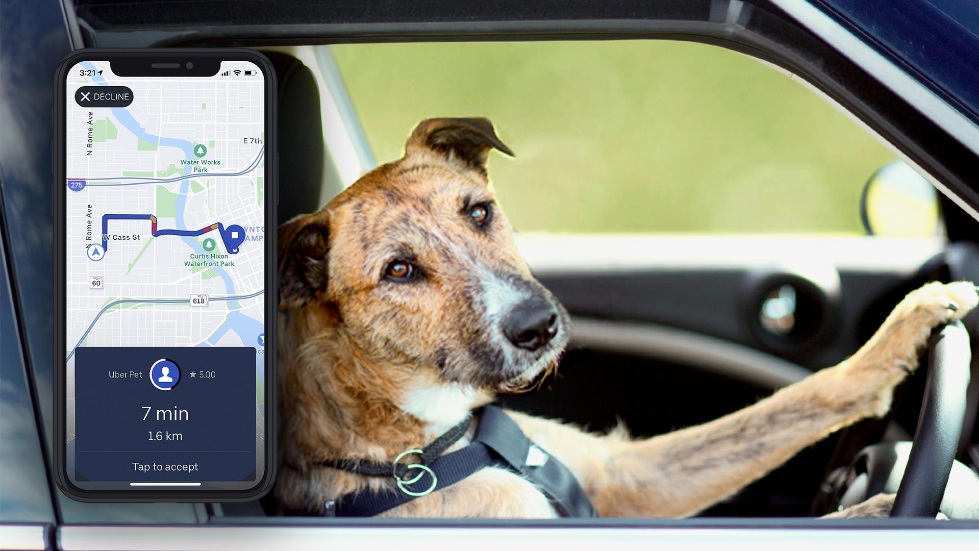 Uber Pet Has Got You Covered FurReal This National Take Your Dog To