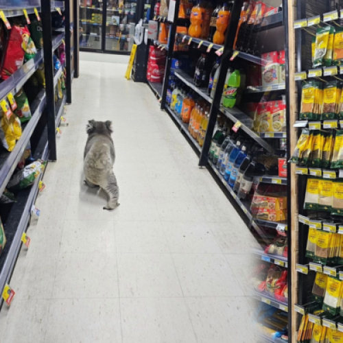 Koala Spotted Doing Weekly Grocery Shop