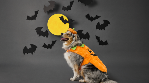 It’s Set To Be A Pet-rifying Halloween!